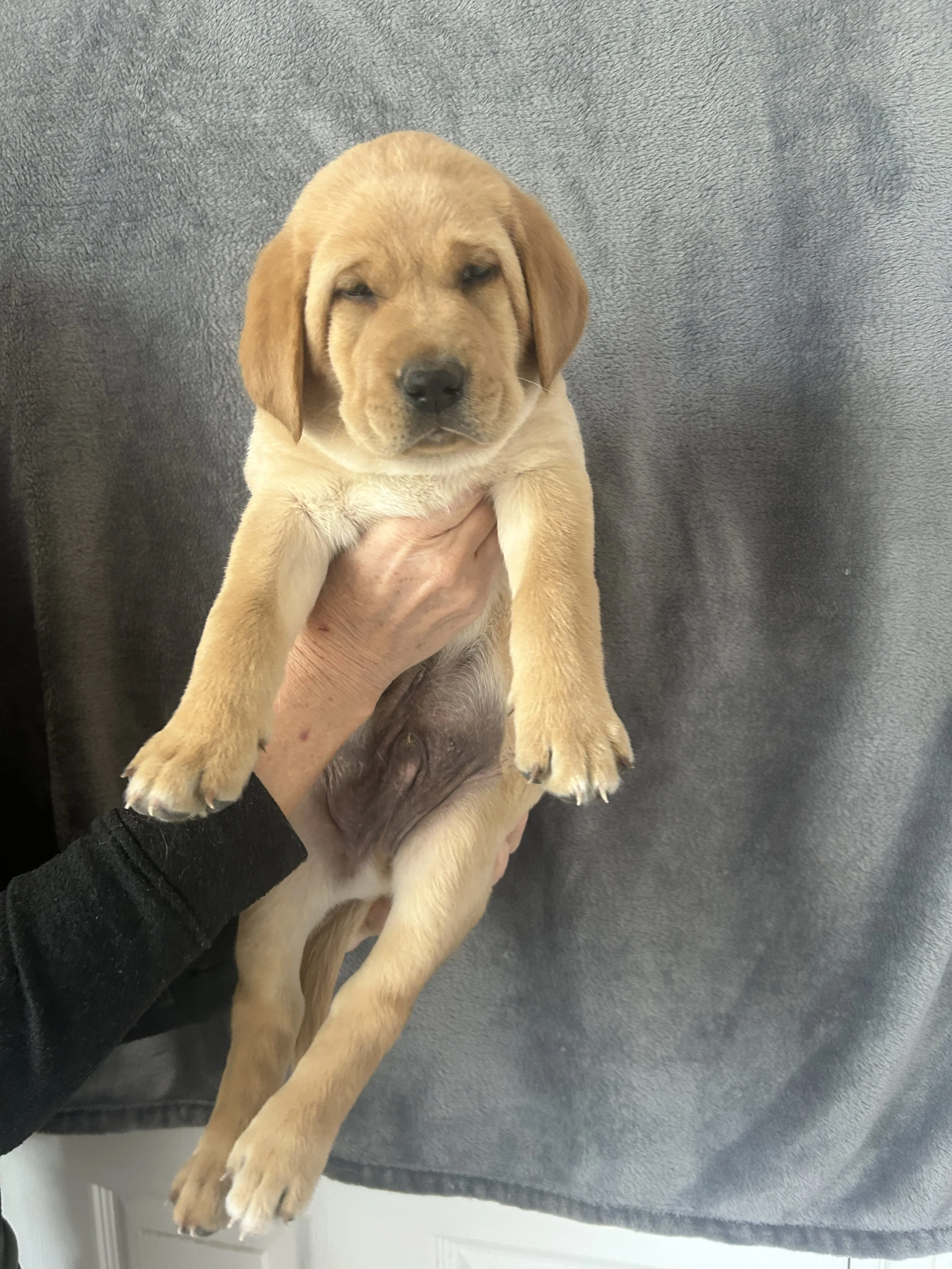 Puppy #7 - Black Collar - Male