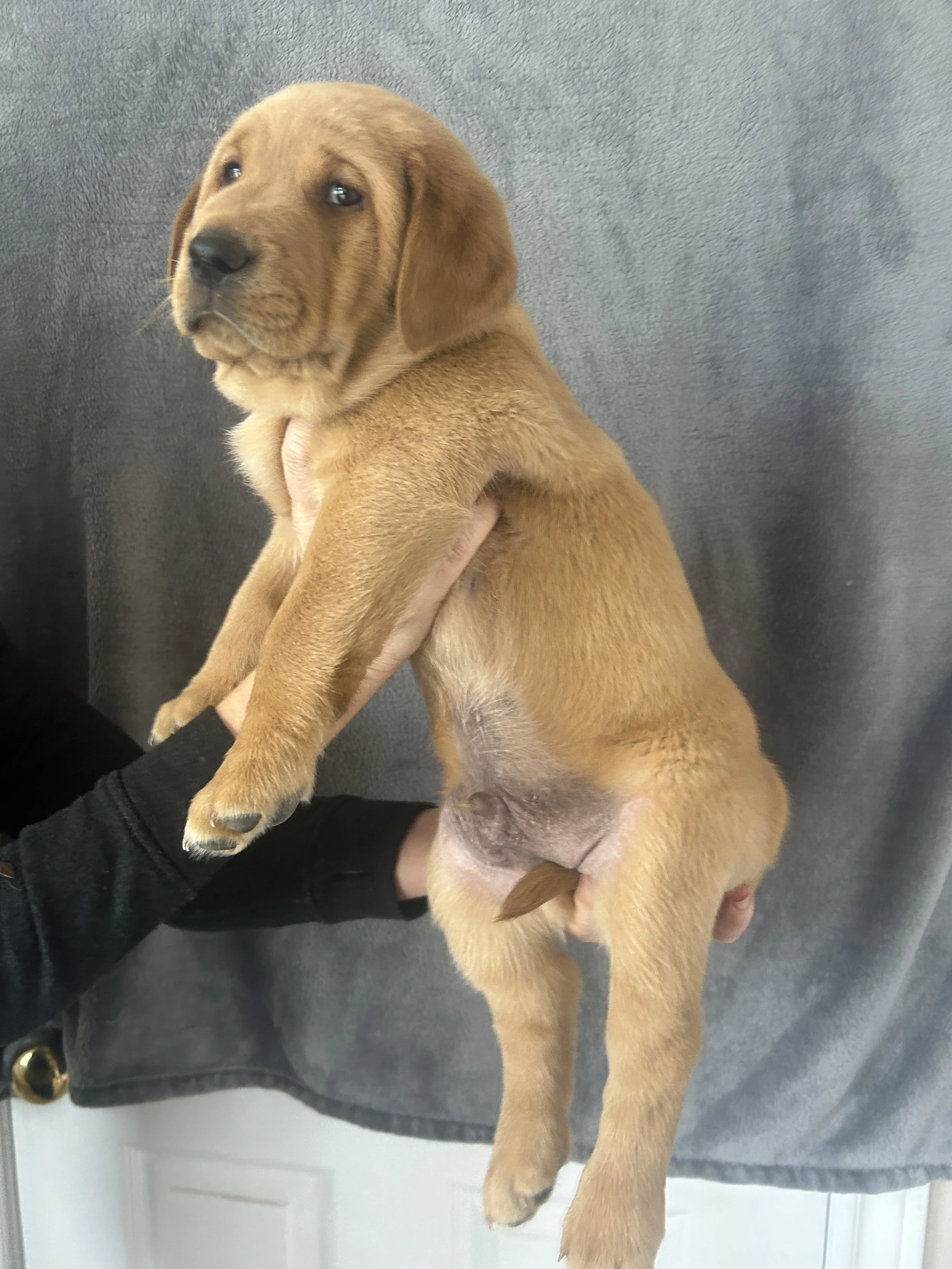 Puppy #3 - Dark Blue Collar - Male