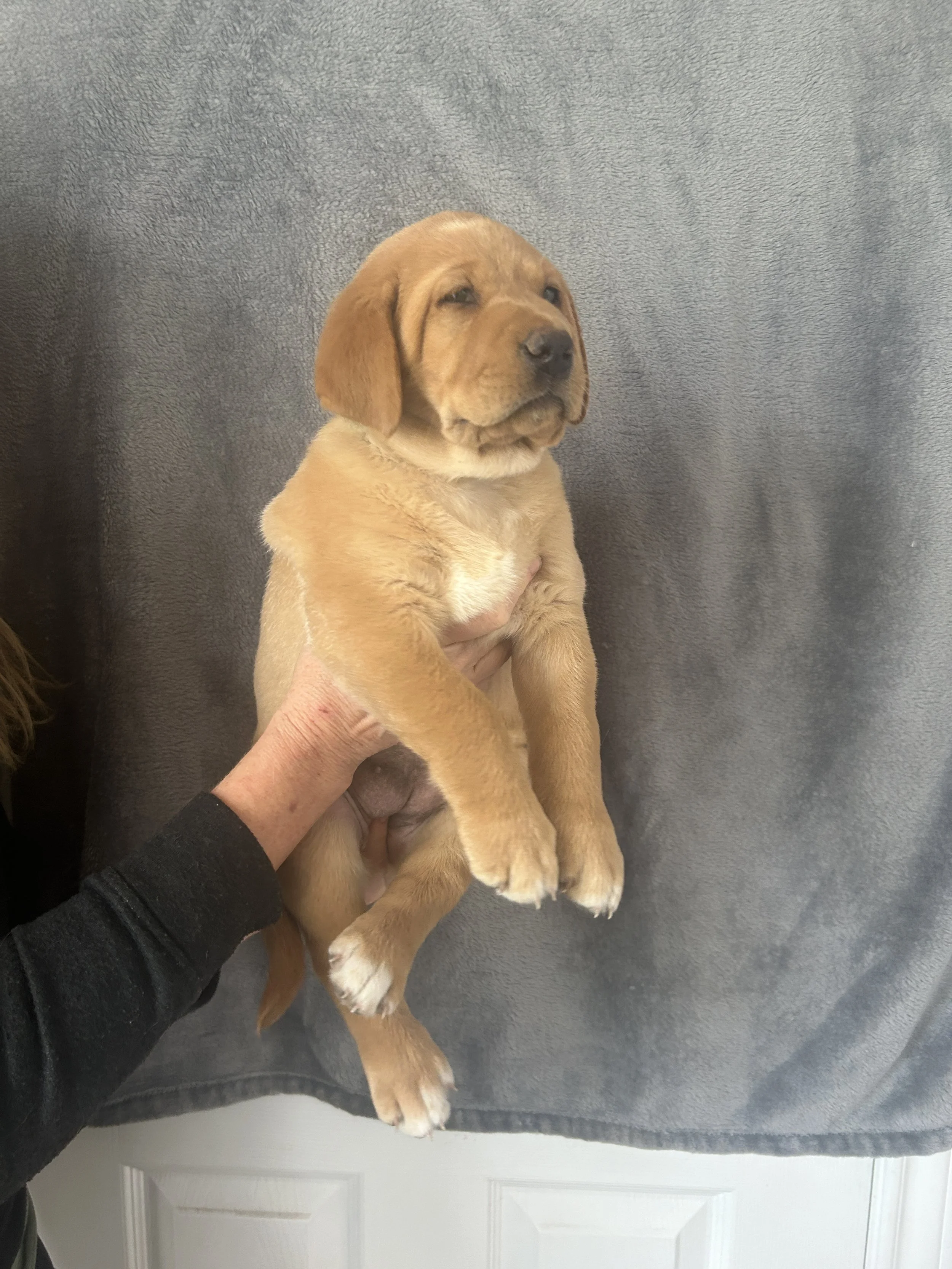 Puppy #1 - Green Collar - Female