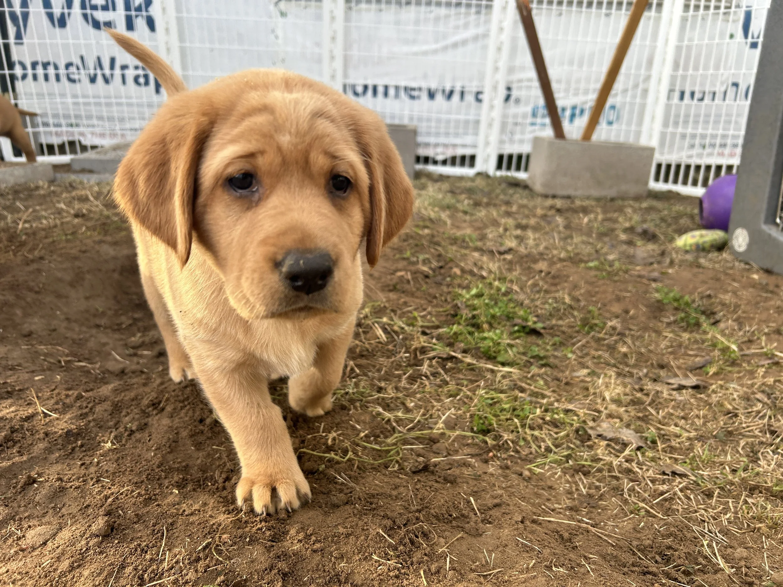 Puppy #5 - Bright Orange Collar - Female